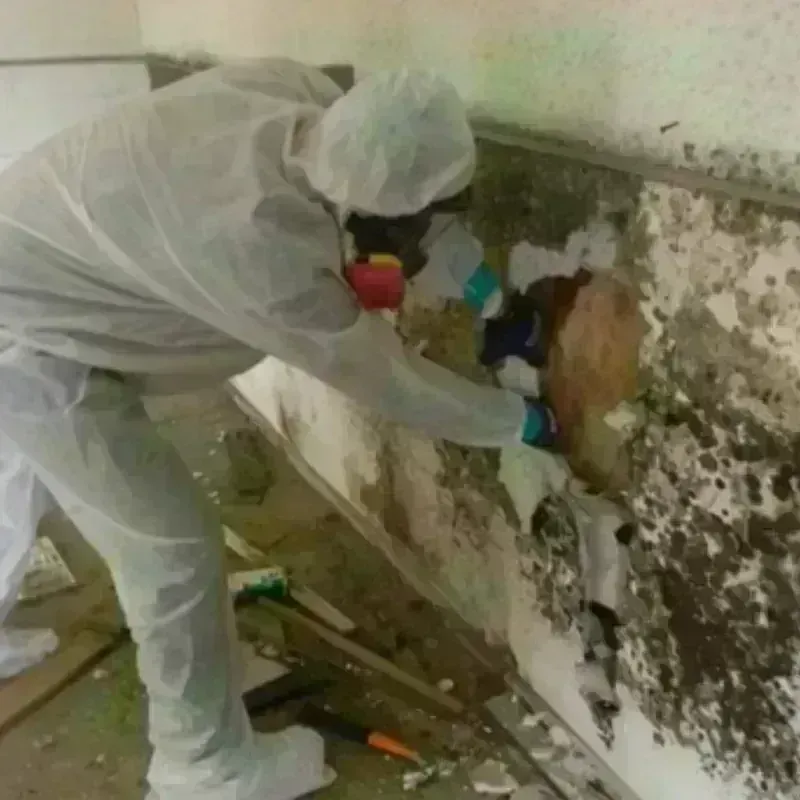 Mold Remediation and Removal in Walla Walla, WA